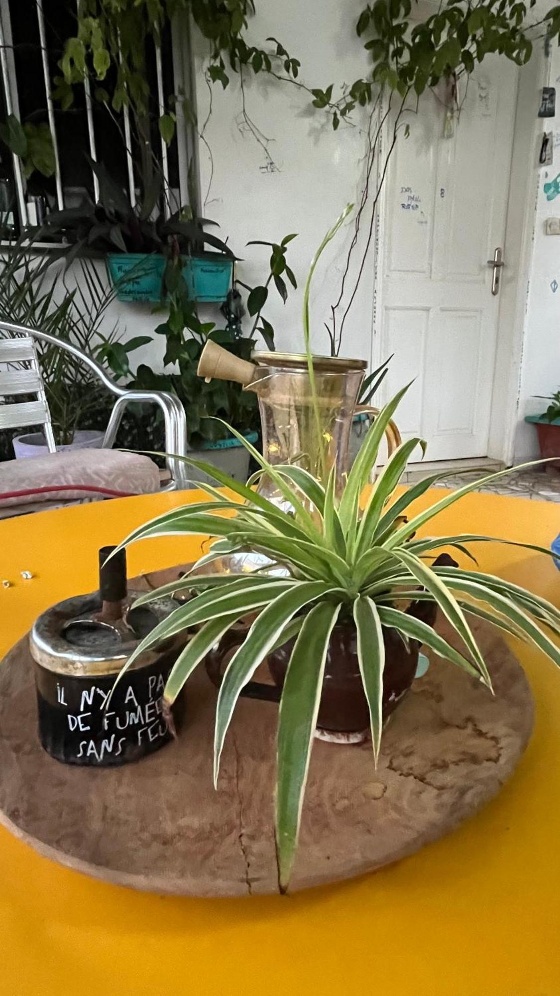 Dar Dyali Rooftop ⁿᵉᵃʳ ⁿᵍᵒʳ ᵇᵉᵃᶜʰ ᵃⁿᵈ ⁱˢˡᵃⁿᵈ داكاغْ المظهر الخارجي الصورة